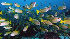 Raja Ampat 2016 - Lutjanus lutjanus - Bigeye snapers - Vivaneaux gros yeux - IMG_4939_rc